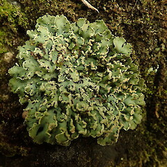 Heterodermia obscurata