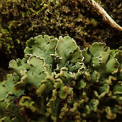 Saxicolous on basalt rock wall, Mt Eden Auckland.<br>Photographer: Marley Ford, Date taken: 21/04/2020, Licence: <a target='_blank' href='https://creativecommons.org/licenses/by-nc/4.0'>CC BY-NC</a>. <a class='member-message' href='/nzpcn/why-join-nzpcn/' target='_blank'>Members can view a larger version of this image.</a>