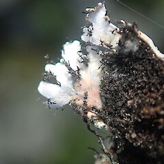 Orange pigmented underside, Cornwall Park Auckland.<br>Photographer: Marley Ford, Date taken: 25/09/2021, Licence: <a target='_blank' href='https://creativecommons.org/licenses/by-nc/4.0'>CC BY-NC</a>. <a class='member-message' href='/nzpcn/why-join-nzpcn/' target='_blank'>Members can view a larger version of this image.</a>