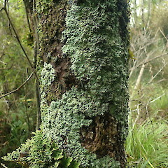 Corticolous on cabbage tree, Wenderholm Auckland.<br>Photographer: Marley Ford, Date taken: 09/02/2022, Licence: <a target='_blank' href='https://creativecommons.org/licenses/by-nc/4.0'>CC BY-NC</a>. <a class='member-message' href='/nzpcn/why-join-nzpcn/' target='_blank'>Members can view a larger version of this image.</a>