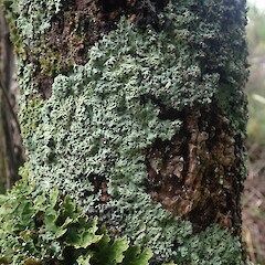 Corticolous on cabbage tree, Wenderholm Auckland.<br>Photographer: Marley Ford, Date taken: 09/02/2022, Licence: <a target='_blank' href='https://creativecommons.org/licenses/by-nc/4.0'>CC BY-NC</a>. <a class='member-message' href='/nzpcn/why-join-nzpcn/' target='_blank'>Members can view a larger version of this image.</a>