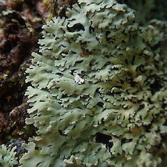 Corticolous on cabbage tree, Wenderholm Auckland.<br>Photographer: Marley Ford, Date taken: 09/02/2022, Licence: <a target='_blank' href='https://creativecommons.org/licenses/by-nc/4.0'>CC BY-NC</a>. <a class='member-message' href='/nzpcn/why-join-nzpcn/' target='_blank'>Members can view a larger version of this image.</a>