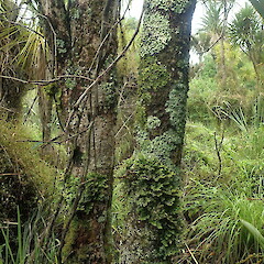 Corticolous on cabbage tree, Wenderholm Auckland.<br>Photographer: Marley Ford, Date taken: 09/02/2022, Licence: <a target='_blank' href='https://creativecommons.org/licenses/by-nc/4.0'>CC BY-NC</a>. <a class='member-message' href='/nzpcn/why-join-nzpcn/' target='_blank'>Members can view a larger version of this image.</a>