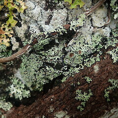 Apothecia. Corticolous on cabbage tree, Wenderholm Auckland.<br>Photographer: Marley Ford, Date taken: 09/02/2022, Licence: <a target='_blank' href='https://creativecommons.org/licenses/by-nc/4.0'>CC BY-NC</a>. <a class='member-message' href='/nzpcn/why-join-nzpcn/' target='_blank'>Members can view a larger version of this image.</a>