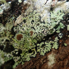 Corticolous on cabbage tree, Wenderholm Auckland.<br>Photographer: Marley Ford, Date taken: 09/02/2022, Licence: <a target='_blank' href='https://creativecommons.org/licenses/by-nc/4.0'>CC BY-NC</a>. <a class='member-message' href='/nzpcn/why-join-nzpcn/' target='_blank'>Members can view a larger version of this image.</a>
