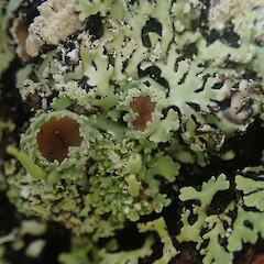 Apothecia. Corticolous on cabbage tree, Wenderholm Auckland.<br>Photographer: Marley Ford, Date taken: 09/02/2022, Licence: <a target='_blank' href='https://creativecommons.org/licenses/by-nc/4.0'>CC BY-NC</a>. <a class='member-message' href='/nzpcn/why-join-nzpcn/' target='_blank'>Members can view a larger version of this image.</a>