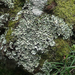 Saxicolous on basalt rock, Cornwall Park Auckland.<br>Photographer: Marley Ford, Date taken: 27/09/2021, Licence: <a target='_blank' href='https://creativecommons.org/licenses/by-nc/4.0'>CC BY-NC</a>. <a class='member-message' href='/nzpcn/why-join-nzpcn/' target='_blank'>Members can view a larger version of this image.</a>