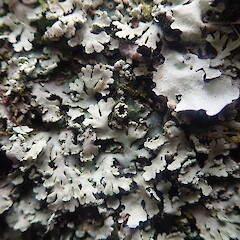 Saxicolous on basalt rock, Cornwall Park Auckland.<br>Photographer: Marley Ford, Date taken: 27/09/2021, Licence: <a target='_blank' href='https://creativecommons.org/licenses/by-nc/4.0'>CC BY-NC</a>. <a class='member-message' href='/nzpcn/why-join-nzpcn/' target='_blank'>Members can view a larger version of this image.</a>