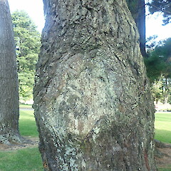 Corticolous on pine, Cornwall Park Auckland.<br>Photographer: Marley Ford, Date taken: 03/01/2022, Licence: <a target='_blank' href='https://creativecommons.org/licenses/by-nc/4.0'>CC BY-NC</a>. <a class='member-message' href='/nzpcn/why-join-nzpcn/' target='_blank'>Members can view a larger version of this image.</a>