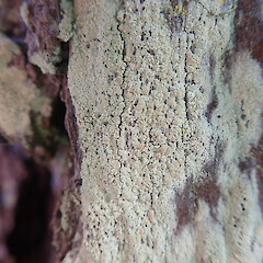 Corticolous on pine, Cornwall Park Auckland.<br>Photographer: Marley Ford, Date taken: 03/01/2022, Licence: <a target='_blank' href='https://creativecommons.org/licenses/by-nc/4.0'>CC BY-NC</a>. <a class='member-message' href='/nzpcn/why-join-nzpcn/' target='_blank'>Members can view a larger version of this image.</a>