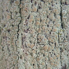 Corticolous on pine, Cornwall Park Auckland.<br>Photographer: Marley Ford, Date taken: 03/01/2022, Licence: <a target='_blank' href='https://creativecommons.org/licenses/by-nc/4.0'>CC BY-NC</a>. <a class='member-message' href='/nzpcn/why-join-nzpcn/' target='_blank'>Members can view a larger version of this image.</a>