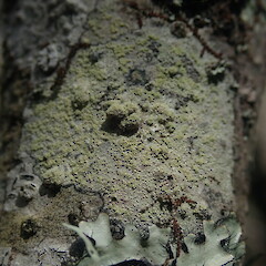 Lecanora expallens