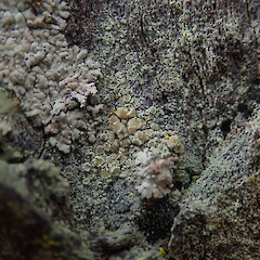 Apothecia, Cox’s Bay Park Auckland.<br>Photographer: Marley Ford, Date taken: 06/09/2020, Licence: <a target='_blank' href='https://creativecommons.org/licenses/by-nc/4.0'>CC BY-NC</a>. <a class='member-message' href='/nzpcn/why-join-nzpcn/' target='_blank'>Members can view a larger version of this image.</a>