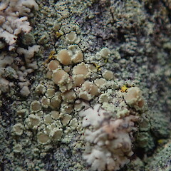 Apothecia, Cox’s Bay Park Auckland.<br>Photographer: Marley Ford, Date taken: 06/09/2021, Licence: <a target='_blank' href='https://creativecommons.org/licenses/by-nc/4.0'>CC BY-NC</a>. <a class='member-message' href='/nzpcn/why-join-nzpcn/' target='_blank'>Members can view a larger version of this image.</a>