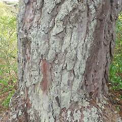 Corticolous on pine, Cox’s Bay Park Auckland.<br>Photographer: Marley Ford, Date taken: 06/09/2021, Licence: <a target='_blank' href='https://creativecommons.org/licenses/by-nc/4.0'>CC BY-NC</a>. <a class='member-message' href='/nzpcn/why-join-nzpcn/' target='_blank'>Members can view a larger version of this image.</a>