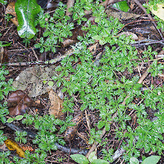 Seedlings. Stokes Valley, Lower Hutt.<br>Photographer: Jeremy R. Rolfe, Date taken: 02/01/2017, Licence: <a target='_blank' href='https://creativecommons.org/licenses/by/4.0'>CC BY</a>. <a class='member-message' href='/nzpcn/why-join-nzpcn/' target='_blank'>Members can view a larger version of this image.</a>