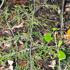 Sapling. Stokes Valley, Lower Hutt.<br>Photographer: Jeremy R. Rolfe, Date taken: 17/05/2013, Licence: <a target='_blank' href='https://creativecommons.org/licenses/by/4.0'>CC BY</a>. <a class='member-message' href='/nzpcn/why-join-nzpcn/' target='_blank'>Members can view a larger version of this image.</a>