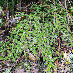 Young plants. Stokes Valley, Lower Hutt.<br>Photographer: Jeremy R. Rolfe, Date taken: 09/10/2016, Licence: <a target='_blank' href='https://creativecommons.org/licenses/by/4.0'>CC BY</a>. <a class='member-message' href='/nzpcn/why-join-nzpcn/' target='_blank'>Members can view a larger version of this image.</a>