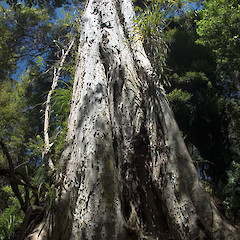 Remutaka Forest Park.<br>Photographer: Jeremy R. Rolfe, Date taken: 25/11/2006, Licence: <a target='_blank' href='https://creativecommons.org/licenses/by/4.0'>CC BY</a>.