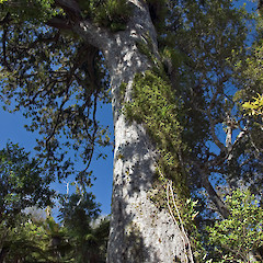 Remutaka Forest Park.<br>Photographer: Jeremy R. Rolfe, Date taken: 25/11/2006, Licence: <a target='_blank' href='https://creativecommons.org/licenses/by/4.0'>CC BY</a>.