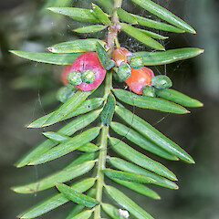 Fruit. Wairarapa.<br>Photographer: Jeremy R. Rolfe, Date taken: 26/02/2014, Licence: <a target='_blank' href='https://creativecommons.org/licenses/by/4.0'>CC BY</a>. <a class='member-message' href='/nzpcn/why-join-nzpcn/' target='_blank'>Members can view a larger version of this image.</a>