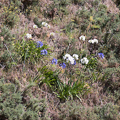 Hutt Valley.<br>Photographer: Jeremy R. Rolfe, Date taken: 20/01/2008, Licence: <a target='_blank' href='https://creativecommons.org/licenses/by/4.0'>CC BY</a>.