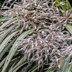 In cultivation.<br>Photographer: Jeremy R. Rolfe, Date taken: 10/12/2011, Licence: <a target='_blank' href='https://creativecommons.org/licenses/by/4.0'>CC BY</a>.