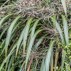 In cultiuvation.<br>Photographer: Jeremy R. Rolfe, Date taken: 14/11/2013, Licence: <a target='_blank' href='https://creativecommons.org/licenses/by/4.0'>CC BY</a>.