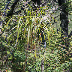 Remutaka Range.<br>Photographer: Jeremy R. Rolfe, Date taken: 15/11/2013, Licence: <a target='_blank' href='https://creativecommons.org/licenses/by/4.0'>CC BY</a>.