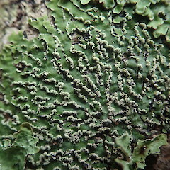 Corticolous, Stewart Island.<br>Photographer: Marley Ford, Date taken: 10/04/2021, Licence: <a target='_blank' href='https://creativecommons.org/licenses/by-nc/4.0'>CC BY-NC</a>. <a class='member-message' href='/nzpcn/why-join-nzpcn/' target='_blank'>Members can view a larger version of this image.</a>