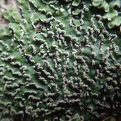 Corticolous, Stewart Island.<br>Photographer: Marley Ford, Date taken: 10/04/2021, Licence: <a target='_blank' href='https://creativecommons.org/licenses/by-nc/4.0'>CC BY-NC</a>. <a class='member-message' href='/nzpcn/why-join-nzpcn/' target='_blank'>Members can view a larger version of this image.</a>