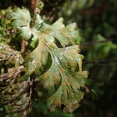 Foliicolous on Hymenophyllum frond, Tutumoe Far North.<br>Photographer: Marley Ford, Date taken: 28/09/2020, Licence: <a target='_blank' href='https://creativecommons.org/licenses/by-nc/4.0'>CC BY-NC</a>. <a class='member-message' href='/nzpcn/why-join-nzpcn/' target='_blank'>Members can view a larger version of this image.</a>