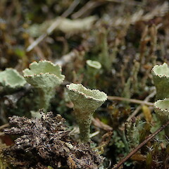 Terricolous, Tutumoe Far North.<br>Photographer: Marley Ford, Date taken: 12/12/2020, Licence: <a target='_blank' href='https://creativecommons.org/licenses/by-nc/4.0'>CC BY-NC</a>. <a class='member-message' href='/nzpcn/why-join-nzpcn/' target='_blank'>Members can view a larger version of this image.</a>