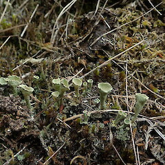 Terricolous, Tutumoe Far North.<br>Photographer: Marley Ford, Date taken: 12/12/2020, Licence: <a target='_blank' href='https://creativecommons.org/licenses/by-nc/4.0'>CC BY-NC</a>. <a class='member-message' href='/nzpcn/why-join-nzpcn/' target='_blank'>Members can view a larger version of this image.</a>