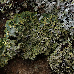 Saxicolous, Chatham Islands.<br>Photographer: Marley Ford, Date taken: 16/08/2018, Licence: <a target='_blank' href='https://creativecommons.org/licenses/by-nc/4.0'>CC BY-NC</a>. <a class='member-message' href='/nzpcn/why-join-nzpcn/' target='_blank'>Members can view a larger version of this image.</a>