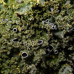 Apothecia, Chatham Islands.<br>Photographer: Marley Ford, Date taken: 16/08/2019, Licence: <a target='_blank' href='https://creativecommons.org/licenses/by-nc/4.0'>CC BY-NC</a>. <a class='member-message' href='/nzpcn/why-join-nzpcn/' target='_blank'>Members can view a larger version of this image.</a>