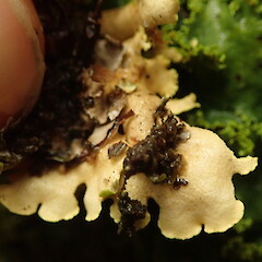 Thallus underside, Queenstown.<br>Photographer: Marley Ford, Date taken: 05/07/2020, Licence: <a target='_blank' href='https://creativecommons.org/licenses/by-nc/4.0'>CC BY-NC</a>. <a class='member-message' href='/nzpcn/why-join-nzpcn/' target='_blank'>Members can view a larger version of this image.</a>