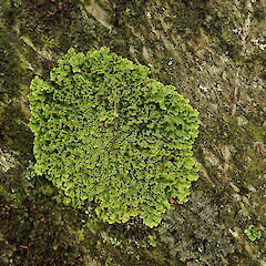 Saxicolous, Queenstown.<br>Photographer: Marley Ford, Date taken: 05/07/2020, Licence: <a target='_blank' href='https://creativecommons.org/licenses/by-nc/4.0'>CC BY-NC</a>. <a class='member-message' href='/nzpcn/why-join-nzpcn/' target='_blank'>Members can view a larger version of this image.</a>