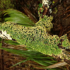 Corticolous on windfall, Waimamaku Far North.<br>Photographer: Marley Ford, Date taken: 25/06/2022, Licence: <a target='_blank' href='https://creativecommons.org/licenses/by-nc/4.0'>CC BY-NC</a>. <a class='member-message' href='/nzpcn/why-join-nzpcn/' target='_blank'>Members can view a larger version of this image.</a>