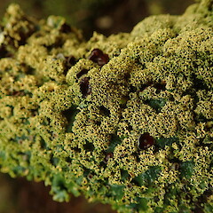 Podostictina pickeringii