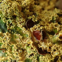 Phyllidia, Waimamaku Far North.<br>Photographer: Marley Ford, Date taken: 25/06/2020, Licence: <a target='_blank' href='https://creativecommons.org/licenses/by-nc/4.0'>CC BY-NC</a>. <a class='member-message' href='/nzpcn/why-join-nzpcn/' target='_blank'>Members can view a larger version of this image.</a>