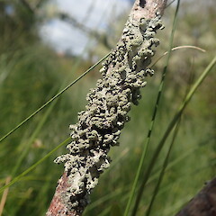 Corticolous on saltmarsh ribbon wood, Meola Reef Auckland.<br>Photographer: Marley Ford, Date taken: 21/10/2021, Licence: <a target='_blank' href='https://creativecommons.org/licenses/by-nc/4.0'>CC BY-NC</a>. <a class='member-message' href='/nzpcn/why-join-nzpcn/' target='_blank'>Members can view a larger version of this image.</a>