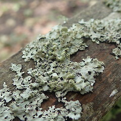 Corticolous on fence post, One Tree Hill Auckland.<br>Photographer: Marley Ford, Date taken: 18/10/2021, Licence: <a target='_blank' href='https://creativecommons.org/licenses/by-nc/4.0'>CC BY-NC</a>. <a class='member-message' href='/nzpcn/why-join-nzpcn/' target='_blank'>Members can view a larger version of this image.</a>