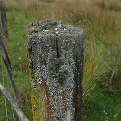 On fence post, Kohukohu Far North.<br>Photographer: Marley Ford, Date taken: 24/12/2020, Licence: <a target='_blank' href='https://creativecommons.org/licenses/by-nc/4.0'>CC BY-NC</a>. <a class='member-message' href='/nzpcn/why-join-nzpcn/' target='_blank'>Members can view a larger version of this image.</a>