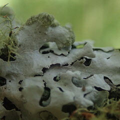 Lobes, Pukekohe Auckland.<br>Photographer: Marley Ford, Date taken: 10/02/2022, Licence: <a target='_blank' href='https://creativecommons.org/licenses/by-nc/4.0'>CC BY-NC</a>. <a class='member-message' href='/nzpcn/why-join-nzpcn/' target='_blank'>Members can view a larger version of this image.</a>