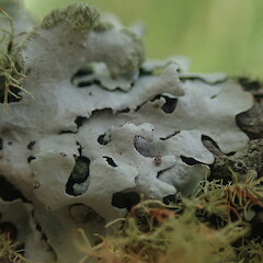 Lobes, Pukekohe Auckland.<br>Photographer: Marley Ford, Date taken: 10/02/2022, Licence: <a target='_blank' href='https://creativecommons.org/licenses/by-nc/4.0'>CC BY-NC</a>. <a class='member-message' href='/nzpcn/why-join-nzpcn/' target='_blank'>Members can view a larger version of this image.</a>