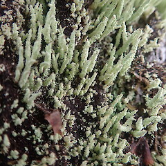 Cladonia rigida
