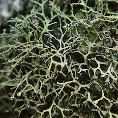 Leucodermia leucomelos