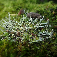 On windfall, Ruawai Far North.<br>Photographer: Marley Ford, Date taken: 08/06/2019, Licence: <a target='_blank' href='https://creativecommons.org/licenses/by-nc/4.0'>CC BY-NC</a>. <a class='member-message' href='/nzpcn/why-join-nzpcn/' target='_blank'>Members can view a larger version of this image.</a>
