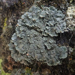 Coccocarpia pellita